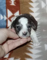 Hartlee Bk merle parti F, a female Poodle - Miniature  for sale in Lovely, KY – 2 of 7