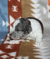 Hartlee Bk merle parti F, a female Poodle - Miniature  for sale in Lovely, KY – 5 of 7