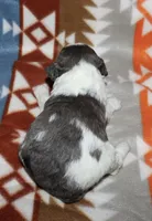 Hartlee Bk merle parti F, a female Poodle - Miniature  for sale in Lovely, KY – 6 of 7