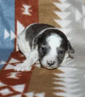 Hartlee Bk merle parti F, a female Poodle - Miniature  for sale in Lovely, KY – 3 of 7