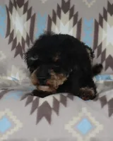 Harlee’s, a  Poodle - Miniature  for sale in Lovely, KY – Photo 5 of 6