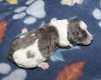 Harlee’s Bk merle parti F, a female Poodle - Miniature  for sale in Lovely, KY – Photo 4 of 5