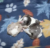 Harlee’s Bk merle F, a female Poodle - Miniature  for sale in Lovely, KY – Photo 5 of 10