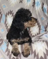 Harlee’s, a  Poodle - Miniature  for sale in Lovely, KY – Photo 6 of 6