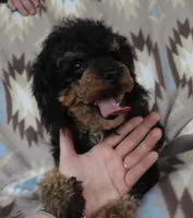 Harlee’s, a  Poodle - Miniature  for sale in Lovely, KY – Photo 4 of 6