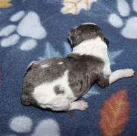 Harlee’s Bk merle parti F, a female Poodle - Miniature  for sale in Lovely, KY – Photo 2 of 5