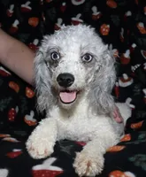 Harlee’s, a  Poodle - Miniature  for sale in Lovely, KY – Photo 3 of 6