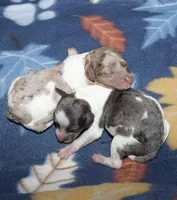 Harlee’s Bk merle F, a female Poodle - Miniature  for sale in Lovely, KY – Photo 3 of 10