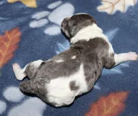 Harlee’s Bk merle parti F, a female Poodle - Miniature  for sale in Lovely, KY – Photo 3 of 5