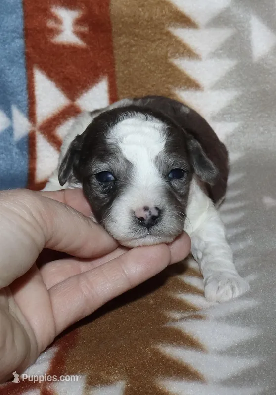 Harlee’s Bk merle parti F – Poodle - Miniature  puppy for sale in Lovely, KY