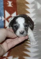 Hartlee Bk merle parti F, a female Poodle - Miniature  for sale in Lovely, KY – 1 of 7