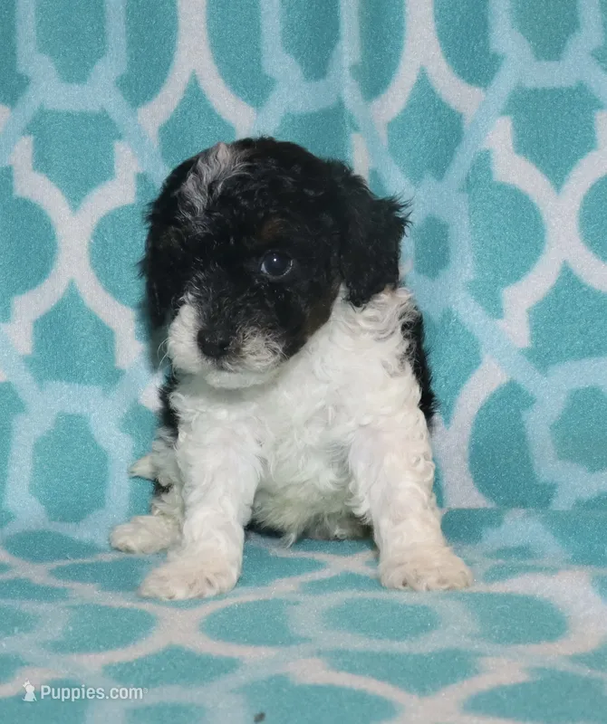 Harlee’s Bl&W M – Poodle - Miniature  puppy for sale in Lovely, KY