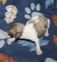 Harlee’s Br merle parti F, a female Poodle - Miniature  for sale in Lovely, KY – Photo 3 of 10