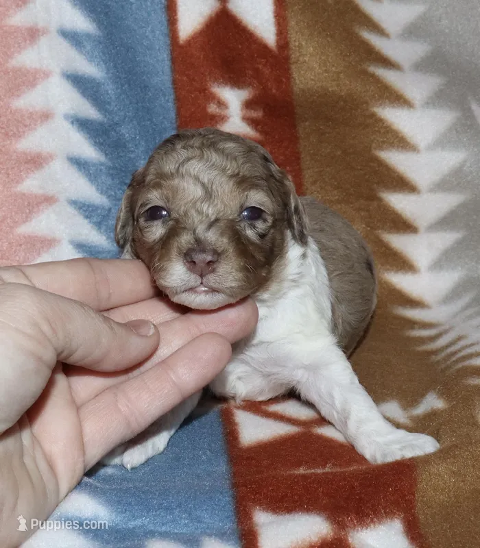 Harlee’s Br merle parti F – Poodle - Miniature  puppy for sale in Lovely, KY