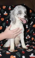 Harlee’s Br merle F, a female Poodle - Miniature  for sale in Lovely, KY – Photo 1 of 6