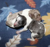 Harlee’s Br merle F, a female Poodle - Miniature  for sale in Lovely, KY – Photo 3 of 6