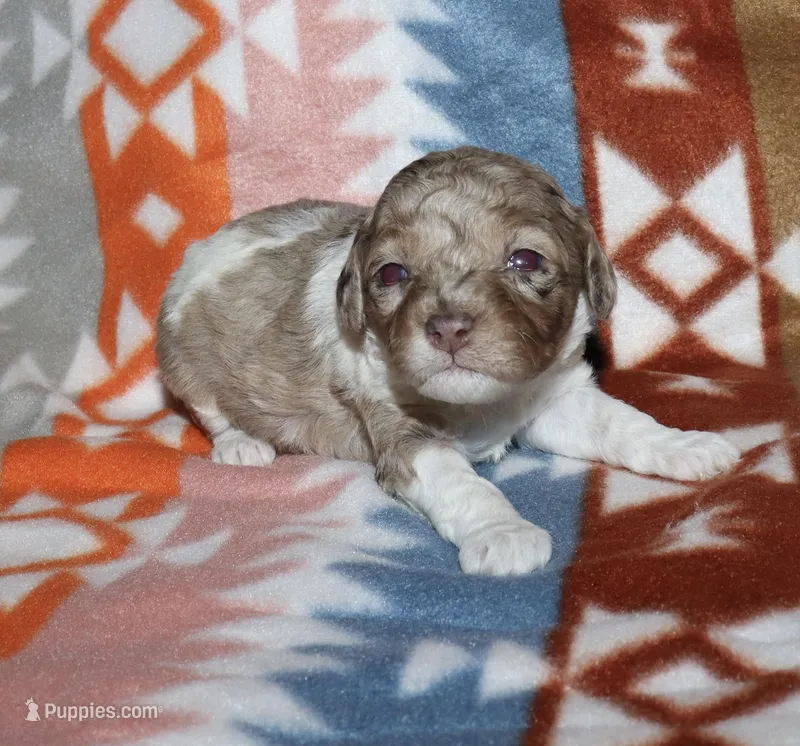 Harlee’s Br merle parti F – Poodle - Miniature  puppy for sale in Lovely, KY
