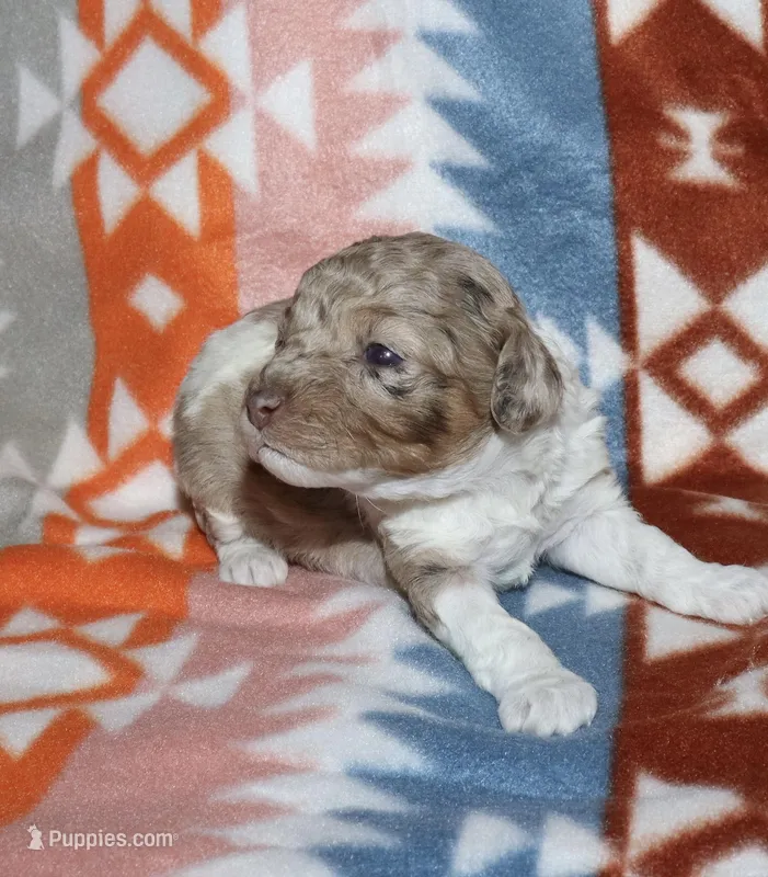 Harlee’s Br merle parti F – Poodle - Miniature  puppy on hold in Lovely, KY