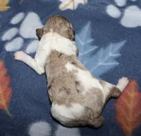 Harlee’s Br merle parti F, a female Poodle - Miniature  for sale in Lovely, KY – Photo 4 of 10