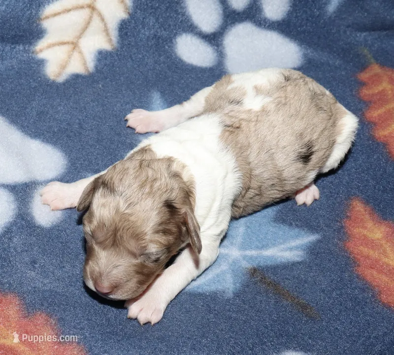 Harlee’s Br merle parti F – Poodle - Miniature  puppy for sale in Lovely, KY