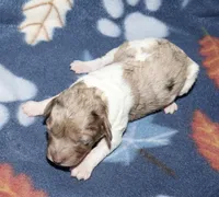 Harlee’s Br merle parti F, a female Poodle - Miniature  for sale in Lovely, KY – Photo 1 of 10