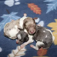 Harlee’s Br merle F, a female Poodle - Miniature  for sale in Lovely, KY – Photo 5 of 6