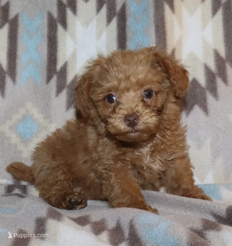 Double T Summer’s Apricot M – Poodle - Toy  puppy for sale in Lovely, KY