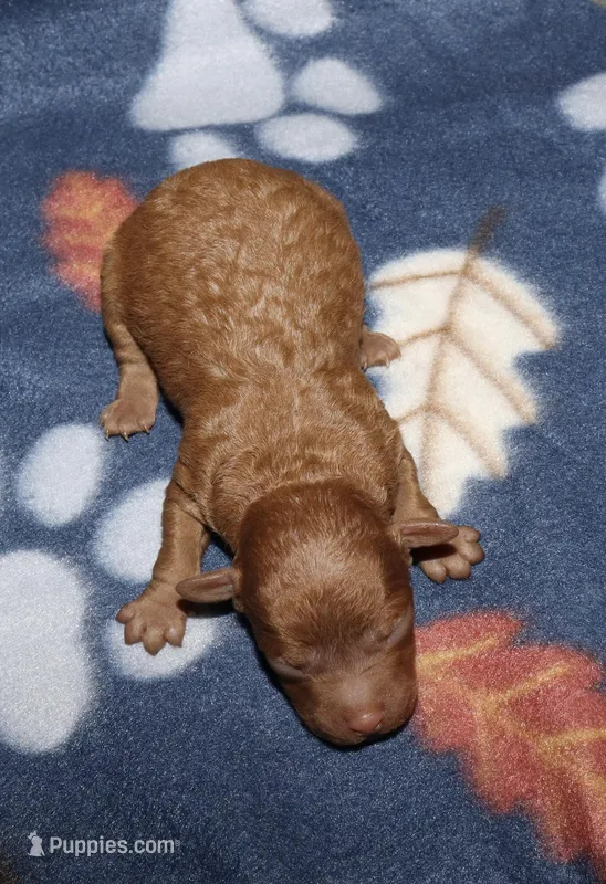 Summer’s Red M – Poodle - Toy  puppy for sale in Lovely, KY