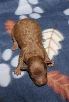 Summer’s Red M, a male Poodle - Toy  for sale in Lovely, KY – Photo 1 of 5