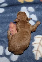 Summer’s Red M, a male Poodle - Toy  for sale in Lovely, KY – Photo 3 of 5