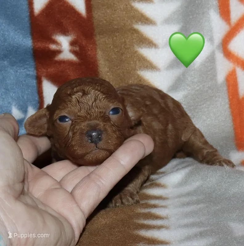 Summer’s Red M – Poodle - Toy  puppy for sale in Lovely, KY
