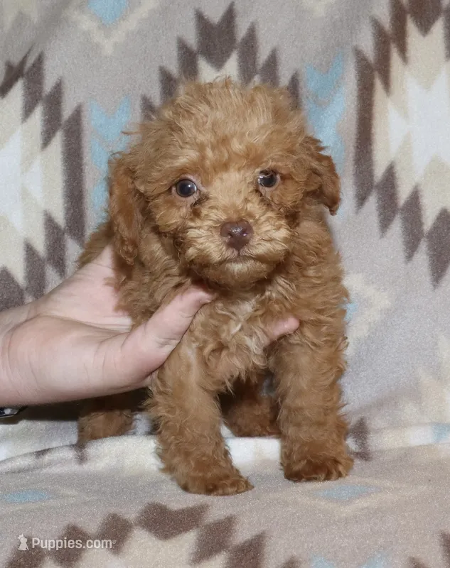 Double T Summer’s Apricot M – Poodle - Toy  puppy for sale in Lovely, KY