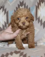 Double T Summer’s Apricot M, a male Poodle - Toy  for sale in Lovely, KY – 2 of 9