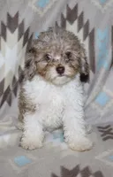 Harlee’s Br merle parti F, a female Poodle - Miniature  for sale in Lovely, KY – 1 of 10
