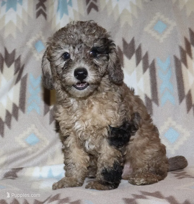 Harlee’s black Merle M – Poodle - Miniature  puppy for sale in Lovely, KY