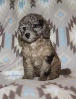 Harlee’s black Merle M, a male Poodle - Miniature  for sale in Lovely, KY – 7 of 10
