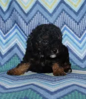 Harlee’s Phantom M, a male Poodle - Miniature  for sale in Lovely, KY – 6 of 10