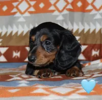 Flossy’s Male, a male Miniature Dachshund for sale in Lovely, KY – 4 of 10