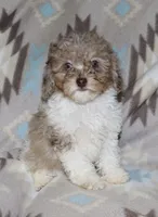 Harlee’s Br merle parti F, a female Poodle - Miniature  for sale in Lovely, KY – 3 of 10