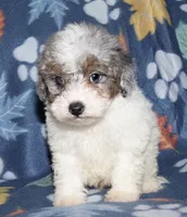 Howie, a male Poodle - Miniature  for sale in Lovely, KY – Photo 4 of 10