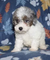 Howie, a male Poodle - Miniature  for sale in Lovely, KY – Photo 3 of 10