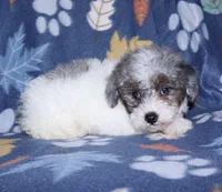 Howie, a male Poodle - Miniature  for sale in Lovely, KY – Photo 2 of 10