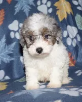 Howie, a male Poodle - Miniature  for sale in Lovely, KY – Photo 1 of 10