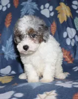 Howie, a male Poodle - Miniature  for sale in Lovely, KY – Photo 9 of 10