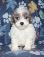 Howie, a male Poodle - Miniature  for sale in Lovely, KY – Photo 8 of 10