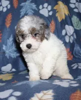 Howie, a male Poodle - Miniature  for sale in Lovely, KY – Photo 5 of 10