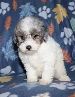 Howie, a male Poodle - Miniature  for sale in Lovely, KY – Photo 6 of 10