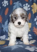 Howie, a male Poodle - Miniature  for sale in Lovely, KY – Photo 10 of 10