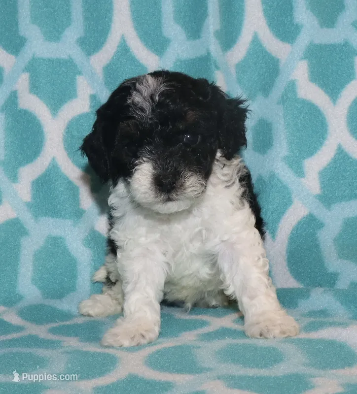 Harlee’s Bl&W M – Poodle - Miniature  puppy for sale in Lovely, KY