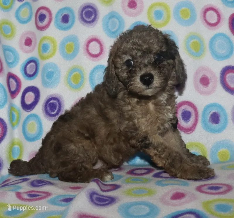 Harlee’s brown Merle M – Poodle - Miniature  puppy for sale in Lovely, KY